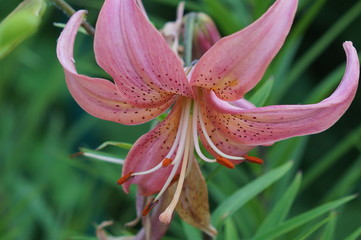 red lily flower