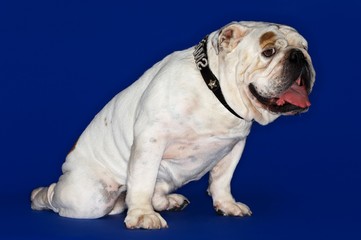 Side View Of British Bulldog Sitting
