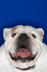 Obraz premium Closeup Of British Bulldog With Open Mouth