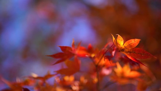 The natural texture of colorful maple leaves or Momijigari in autumn at Japan. Light sunset of the sun with dramatic yellow and orange sky. Image depth of field.