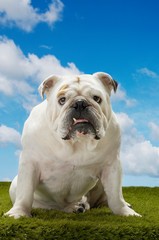 Fototapeta premium Bulldog Sitting On Grass Against Sky