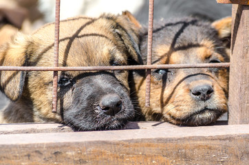 two purebred puppies behind bars in a shelter