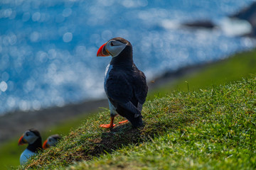 Maskonury na Wyspie Mykines  na Wyspach Owczych