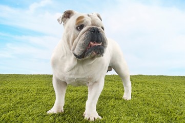Bulldog Standing On Grass Against Sky