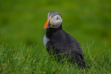 Maskonury na Wyspie Mykines  na Wyspach Owczych