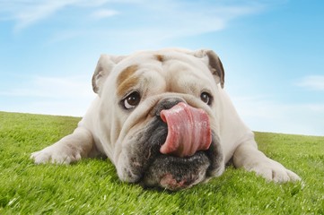 British Bulldog Licking Nose While Lying In Grass