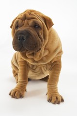 Sharpei Sitting Against White Background