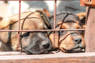 two purebred puppies behind bars in a shelter