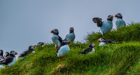 Maskonury na Wyspie Mykines  na Wyspach Owczych © slawjanek