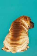 Rear View Of Sharpei Sitting