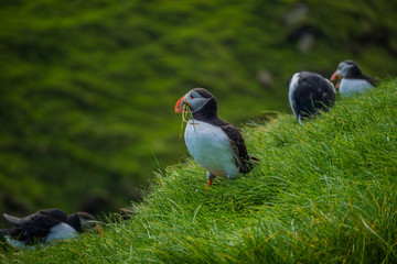 Maskonury na Wyspie Mykines  na Wyspach Owczych