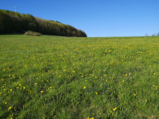 Alpine meadow in valley. Spring or summer landscape with field in blossom, forest and hill under bright blue sky in sunny day. Panoramic photo of nature in rural agricultural region of Central Europe.