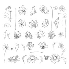 Set of contour wildflowers and leaves. Isolated on white. Cosmos flowers, chicory, echinacea purpurea. Hand drawn. Vector stock illustration.