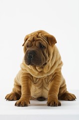 Sharpei Sitting Against White Background