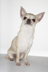Portrait Of Chihuahua Sitting