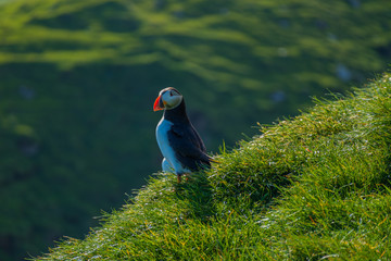 Maskonury na Wyspie Mykines  na Wyspach Owczych © slawjanek