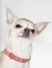 Chihuahua Wearing Studded Collar