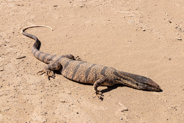 Caspian monitor (Varanus griseus caspius (Eichwald, 1831)) in the desert of southern Kazakhstan