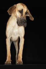 Great Dane Standing