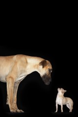 Obraz na płótnie Canvas Side View Of Chihuahua And Great Dane