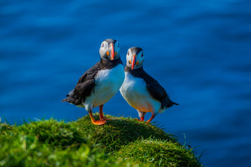 Maskonury na Wyspie Mykines  na Wyspach Owczych