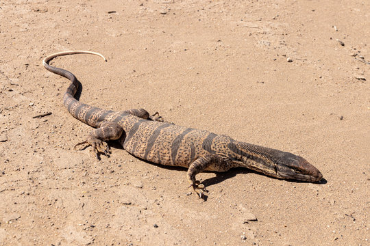 Caspian monitor (Varanus griseus caspius (Eichwald, 1831)) in the desert of southern Kazakhstan