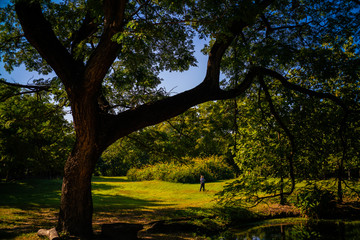 Green tree in city public park sunny day
