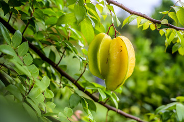 Fruit étoilé (carambole) suspendu à un arbre - 310684367
