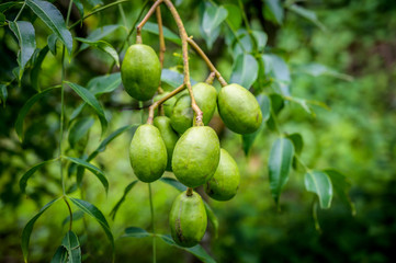 Grappe de prune de cythère mûrissant sur une branche de prunier dans un jardin ensoleillé - 310684535