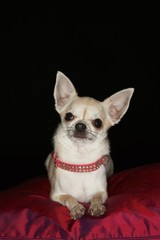 Chihuahua On Red Pillow