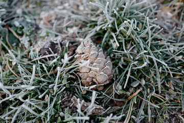 a cone from a swiss stone pine or pinus cembra is lying on the forest floor with hoar frost