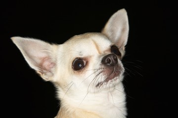 Closeup Of Chihuahua