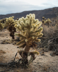 Cholla Cactus Garden Joshua Tree