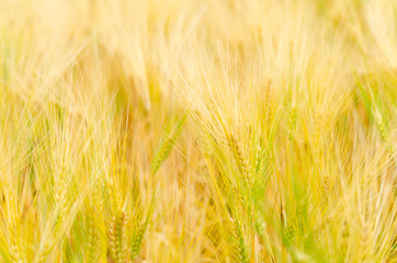 Barley in field conversion test at North Thailand,rice golden color,ear barley,grain dry