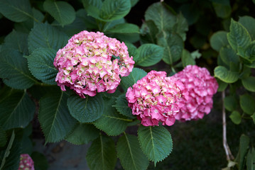 Hydrangea macrophylla