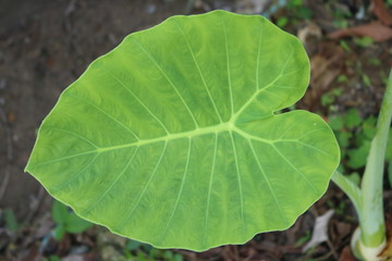  Green taro leaves that look fresh and beautiful