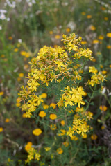 Obraz premium Hypericum perforatum