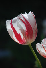 Close up of a white tulip flower on a black background. Vertical orientaion