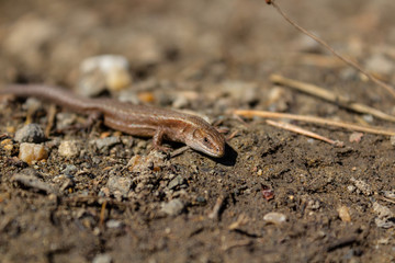 lizard