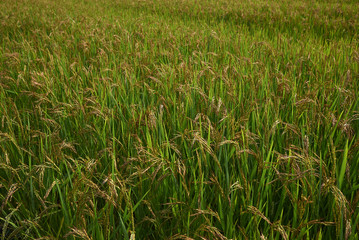 Oryza sativa