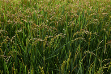 Obraz premium Oryza sativa