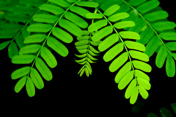 Black background and Soft focus, Tamarind leaves, Beautiful green leaves