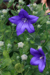  Ballonblume (Platycodon grandiflorus) Pflanze mit blauen Bl&uuml;ten
