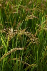 Oryza sativa