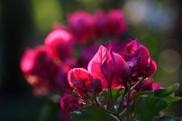 Bougainvillea Blüten in pink, Gegenlicht
