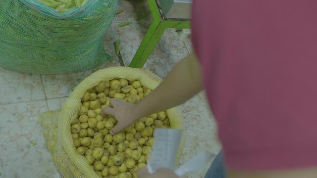 Brown Man's Hand Picking Creole Potato in a Market Bag 