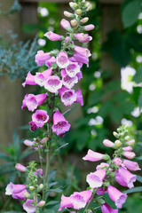  Rote Fingerhut (Digitalis purpurea) Heilpflanze mit Blüten im Garten