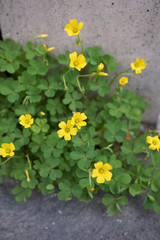 Oxalis dillenii
