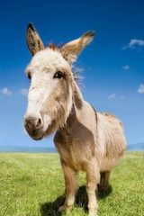 Obraz premium Donkey Standing In Field