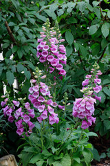  Rote Fingerhut (Digitalis purpurea) Heilpflanze mit Blüten im Garten